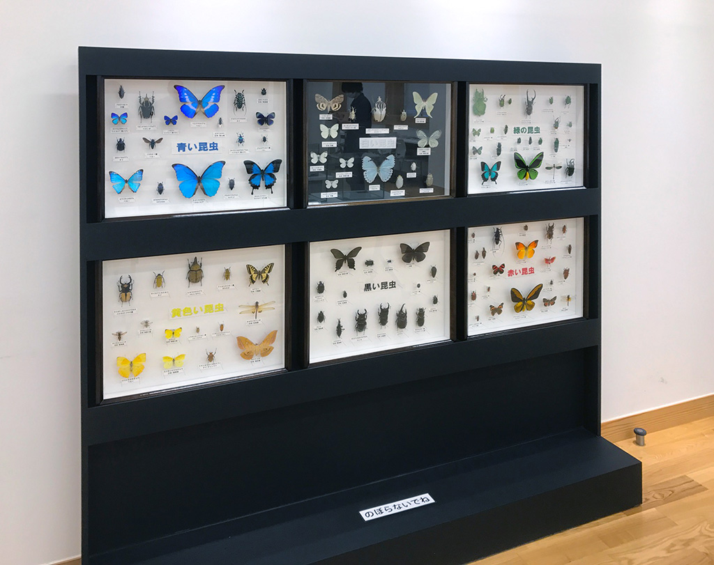 標本展示コーナー/「カブト・クワガタ ふれあいの森 in お台場 2023 with 甲虫王者ムシキング」(神奈川県/横浜市)