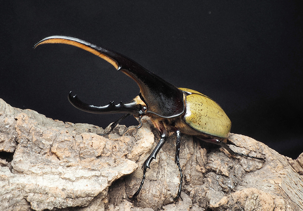 ヘラクレスオオカブト/「カブト・クワガタ ふれあいの森 in お台場 2023 with 甲虫王者ムシキング」(神奈川県/横浜市)