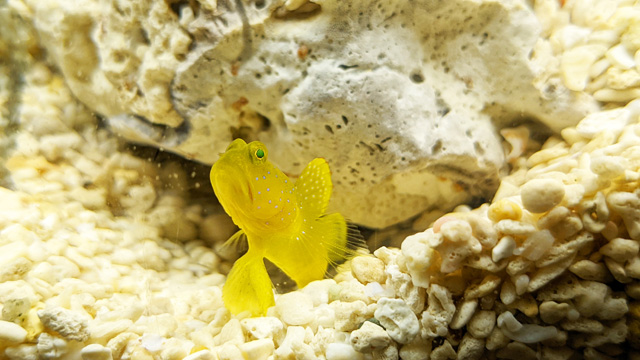 九十九島水族館 海きらら（長崎県）