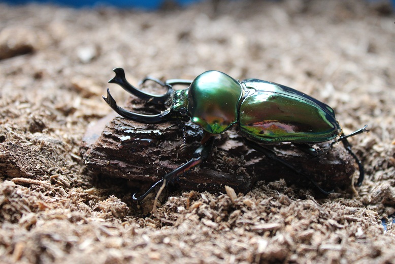 ニジイロクワガタ/特別展「熱帯の昆虫と食虫植物」/板橋区立熱帯環境植物館(東京都)