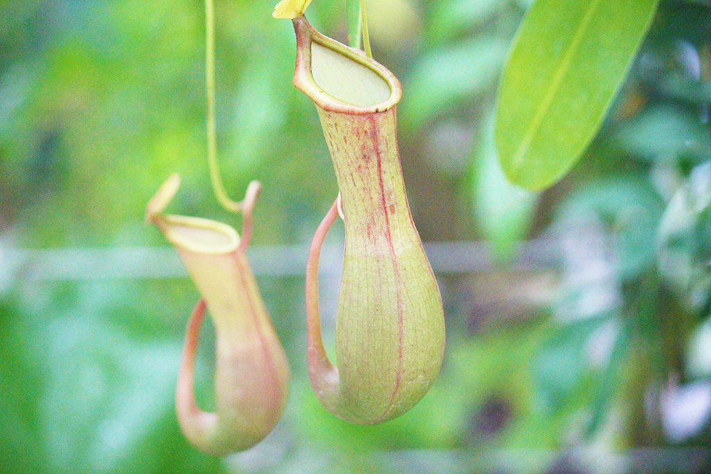 特別展「熱帯の昆虫と食虫植物」食虫植物/板橋区立熱帯環境植物館(東京都)