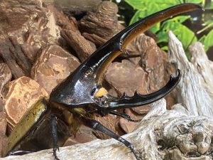 夏休みは小中学生の入館が無料!特別展「熱帯の昆虫と食虫植物」が東京・板橋区立熱帯環境植物館で7/11から開催