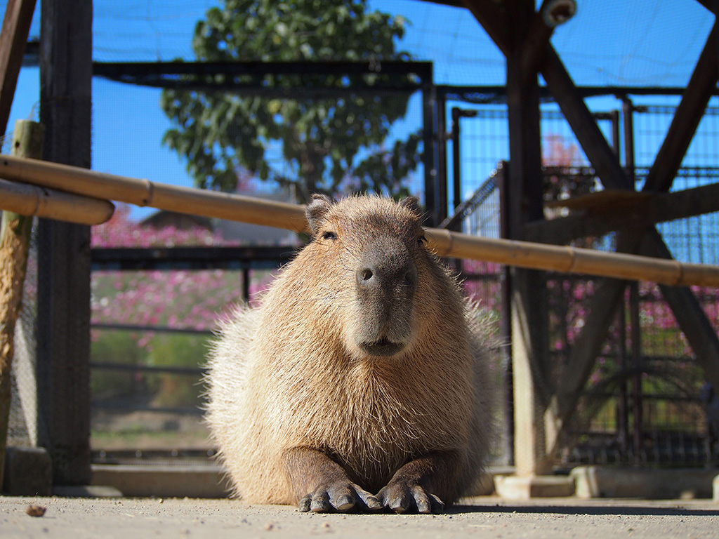 カピバラ/堺・緑のミュージアム　ハーベストの丘（大阪府/堺市）