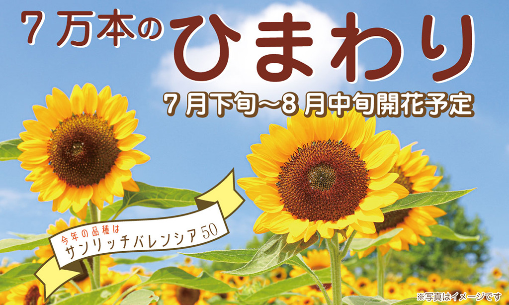 7万本のひまわり/堺・緑のミュージアム　ハーベストの丘（大阪府/堺市）