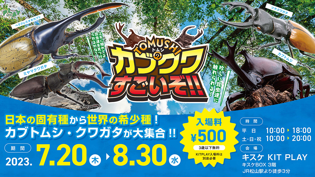 TOMUSHI（トムシ）のカブクワすごいぞ/キスケKIT PLAY（愛媛県/松山市）