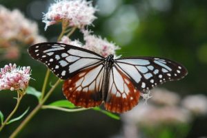 自由研究にも!甲高山植物園×伊丹市昆虫館 夏休みイベント「しょくぶつ と むし」7/15~9/24開催!