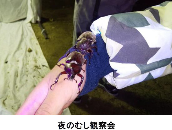 夜のむし観察会/六甲高山植物園「しょくぶつ と むし」（兵庫県/神戸市）