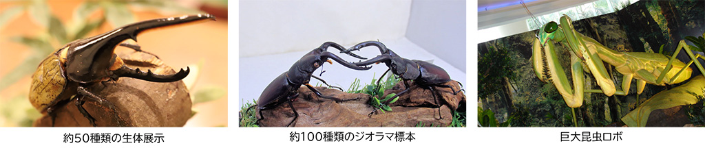 「小学館の図鑑NEO たんけん昆虫フェス」（千葉県/千葉市）