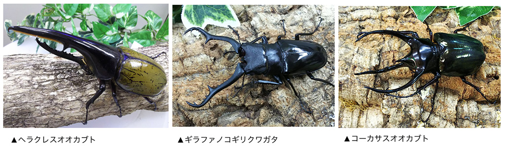 探して！触って！森遊び！カブトムシ・クワガタ展〜カワスイに来たはずなのにどう見ても森の中にいる件〜（神奈川県/川崎市）