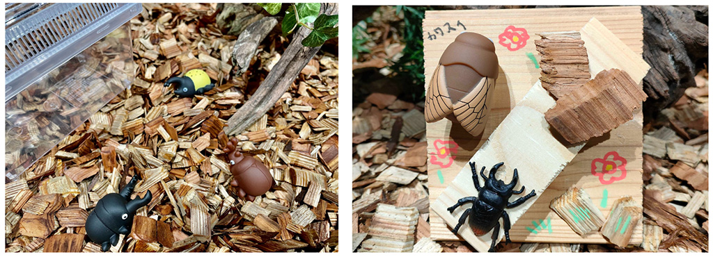 工作体験/探して！触って！森遊び！カブトムシ・クワガタ展〜カワスイに来たはずなのにどう見ても森の中にいる件〜（神奈川県/川崎市）