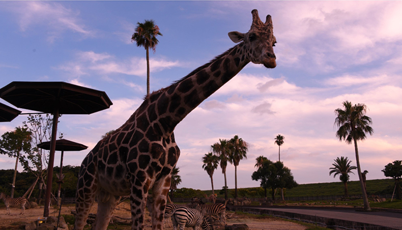 ナイトサファリハイキング/NIGHT ADVENTURE2023/アドベンチャーワールド（和歌山県/白浜町）