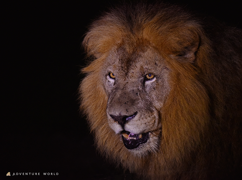 NIGHT ADVENTURE2023/アドベンチャーワールド（和歌山県/白浜町）