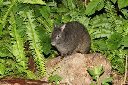 アマミノクロウサギ/マリンワールド海の中道（福岡県／福岡市）