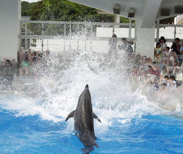 スプラッシュドルフィン/九十九島水族館 海きらら（長崎県）