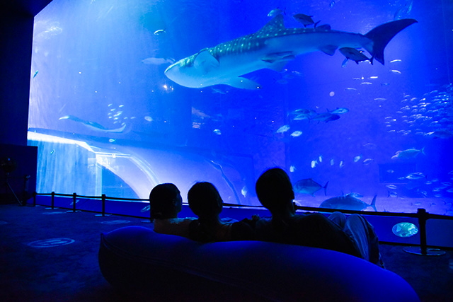 沖縄美ら海水族館「美ら海ナイトアクアリウム2023」（沖縄県）