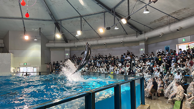 イルカのスプラッシュタイム/登別マリンパークニクス（北海道／登別市）