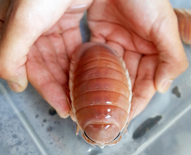 オオグソクムシ/登別マリンパークニクス（北海道／登別市）