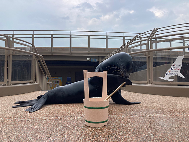 カリフォルニアアシカの、ひんやり「打ち水タイム」 /アクアワールド茨城県大洗水族館（茨城県／大洗町）