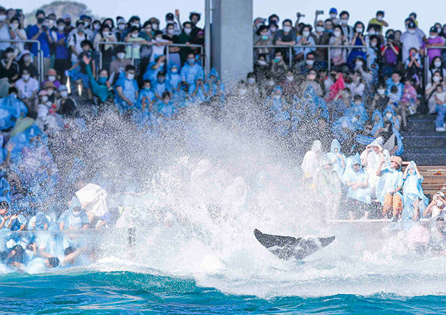 シャチのサマースプラッシュ/鴨川シーワールド（千葉県／鴨川市）