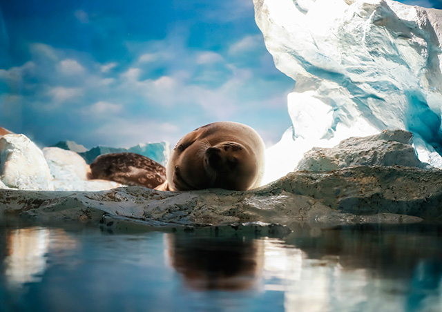 ナイトアドベンチャー/鴨川シーワールド（千葉県／鴨川市）