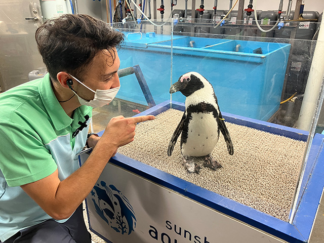 スペシャルサマーガイドツアー/サンシャイン水族館（東京都／豊島区）