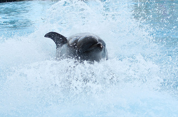 夏のイルカショー/南知多ビーチランド（愛知県／美浜町）