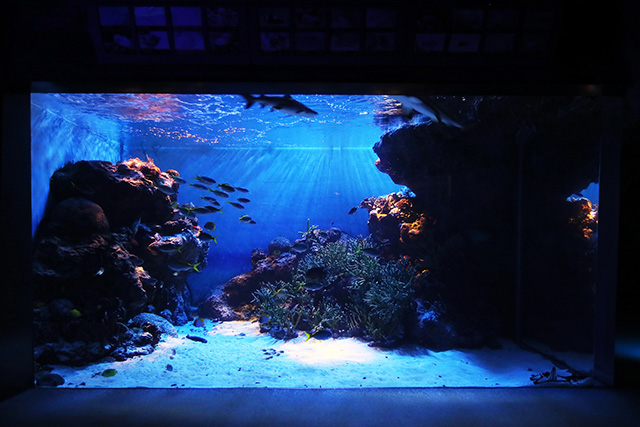 夜の水族館/下関市立しものせき水族館 海響館（山口県／下関市）
