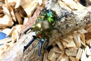 熱帯の昆虫2024／板橋区立熱帯環境植物館（東京都）