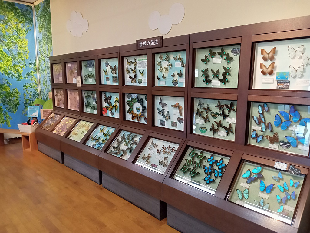 よねざわ昆虫館の昆虫標本（山形県/米沢市）