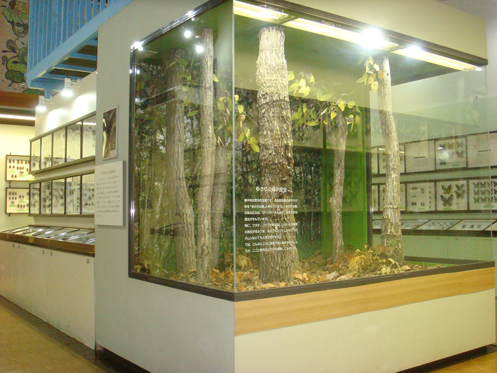 豊里ゆかりの森 昆虫館（茨城県／つくば市）