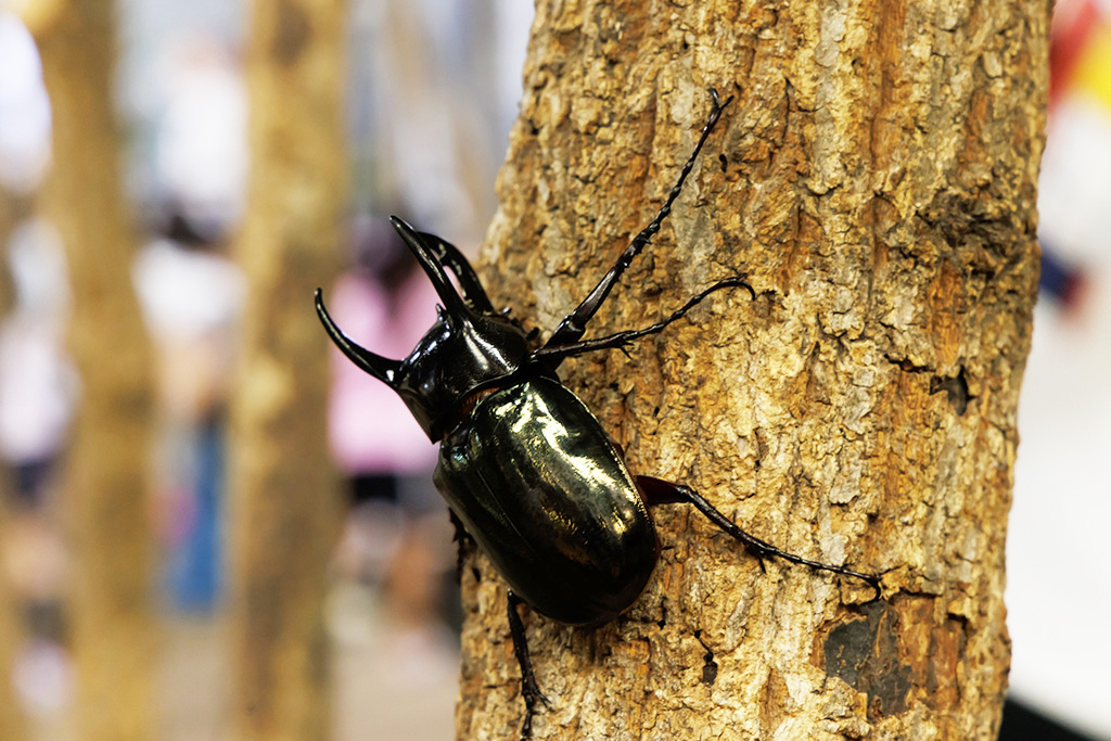 アトラスオオカブト/カブト・クワガタ ふれあいの森 in お台場 2023 with 甲虫王者ムシキング（東京都/港区）