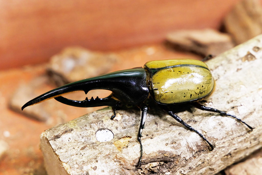 ヘラクレスオオカブト/カブト・クワガタ ふれあいの森 in お台場 2023 with 甲虫王者ムシキング（東京都/港区）