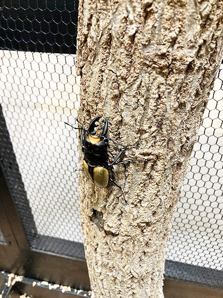 ラコダールツヤクワガタ/カブト・クワガタ ふれあいの森 in お台場 2023 with 甲虫王者ムシキング（東京都/港区）