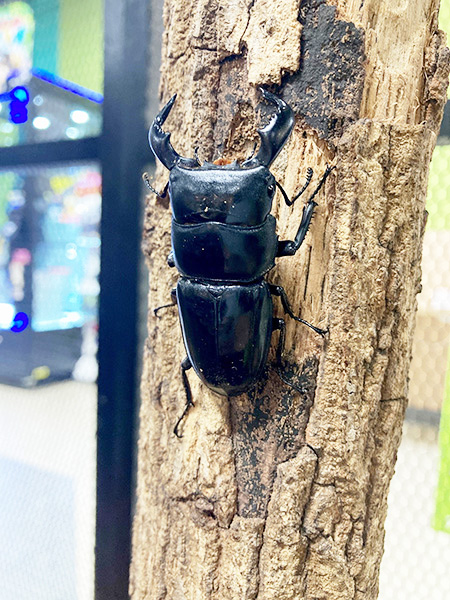 オオクワガタ/カブト・クワガタ ふれあいの森 in お台場 2023 with 甲虫王者ムシキング（東京都/港区）