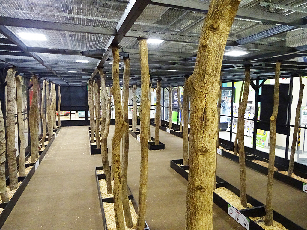 たくさんの木が並ぶゲージ内/カブト・クワガタ ふれあいの森 in お台場 2023 with 甲虫王者ムシキング（東京都/港区）