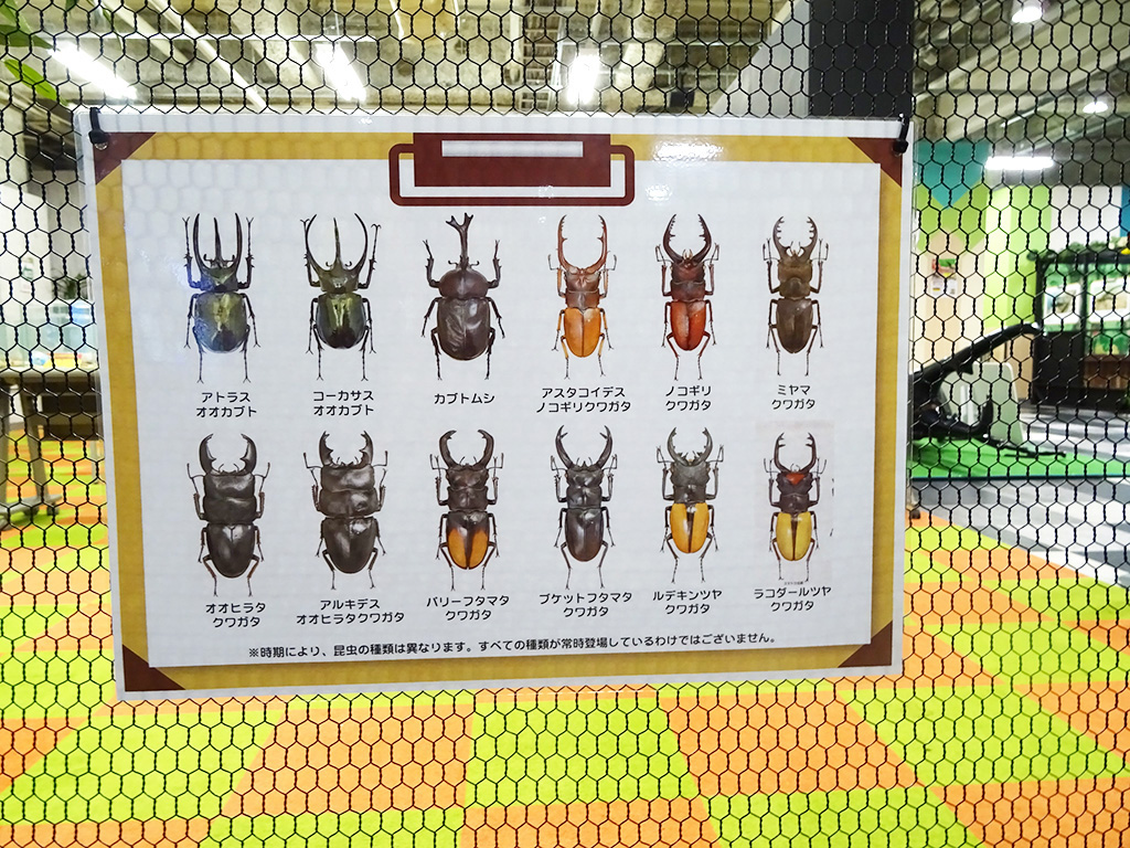 カブトムシの種類の掲示/カブト・クワガタ ふれあいの森 in お台場 2023 with 甲虫王者ムシキング（東京都/港区）