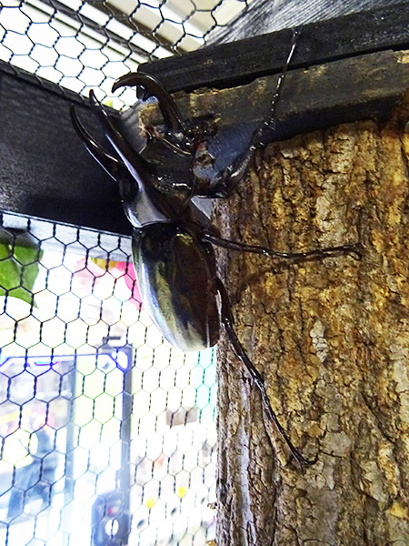 カブトムシ/カブト・クワガタ ふれあいの森 in お台場 2023 with 甲虫王者ムシキング（東京都/港区）