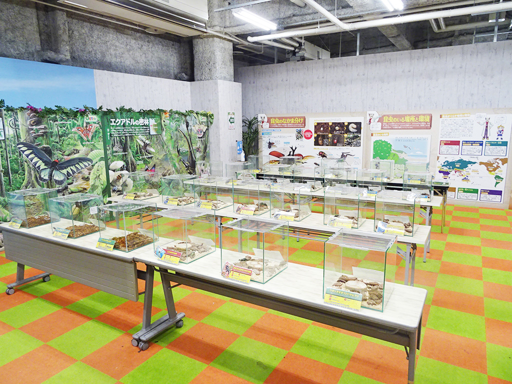 生体展示コーナー/カブト・クワガタ ふれあいの森 in お台場 2023 with 甲虫王者ムシキング（東京都/港区）