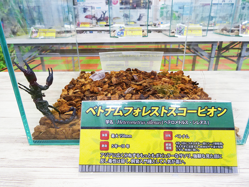 ベトナムフォレストスコーピオン/カブト・クワガタ ふれあいの森 in お台場 2023 with 甲虫王者ムシキング（東京都/港区）