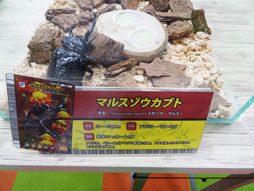 マルスゾウカブト/カブト・クワガタ ふれあいの森 in お台場 2023 with 甲虫王者ムシキング（東京都/港区）