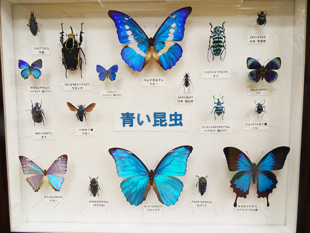 標本展示コーナー/カブト・クワガタ ふれあいの森 in お台場 2023 with 甲虫王者ムシキング（東京都/港区）