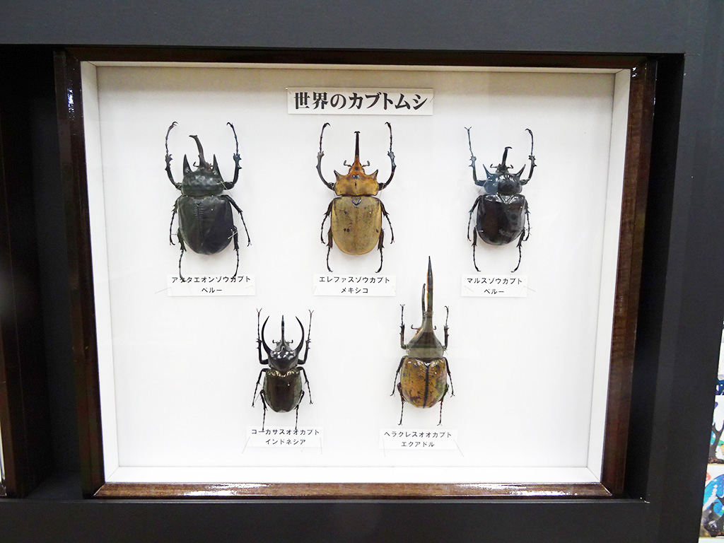 標本展示コーナー/カブト・クワガタ ふれあいの森 in お台場 2023 with 甲虫王者ムシキング（東京都/港区）