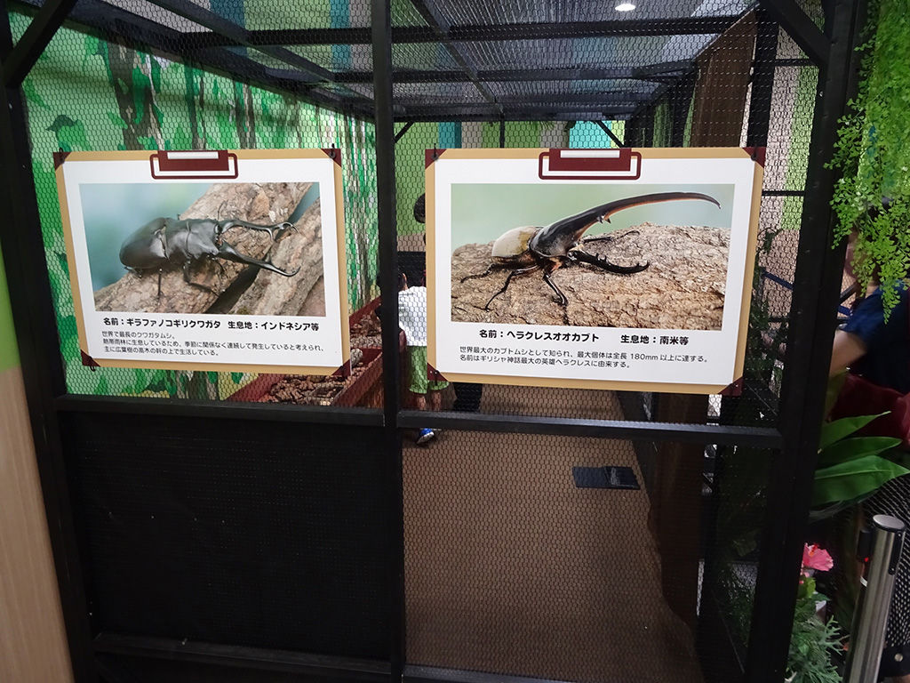 特別ふれあいコーナー/カブト・クワガタ ふれあいの森 in お台場 2023 with 甲虫王者ムシキング（東京都/港区）