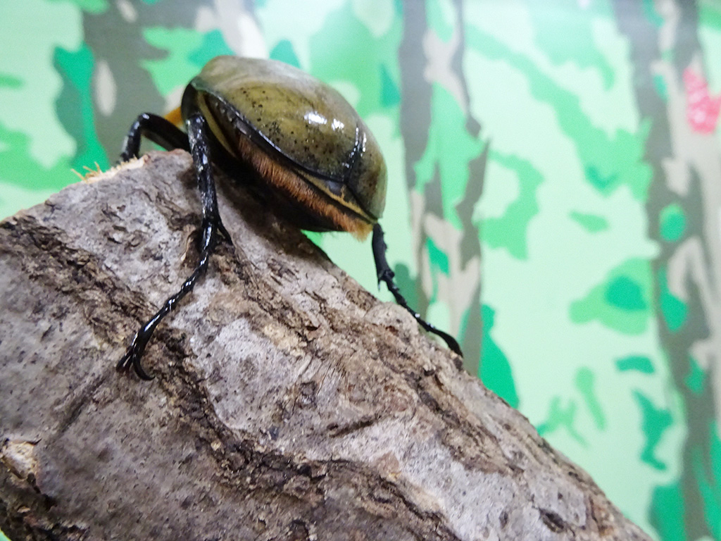 ヘラクレスオオカブト/カブト・クワガタ ふれあいの森 in お台場 2023 with 甲虫王者ムシキング（東京都/港区）