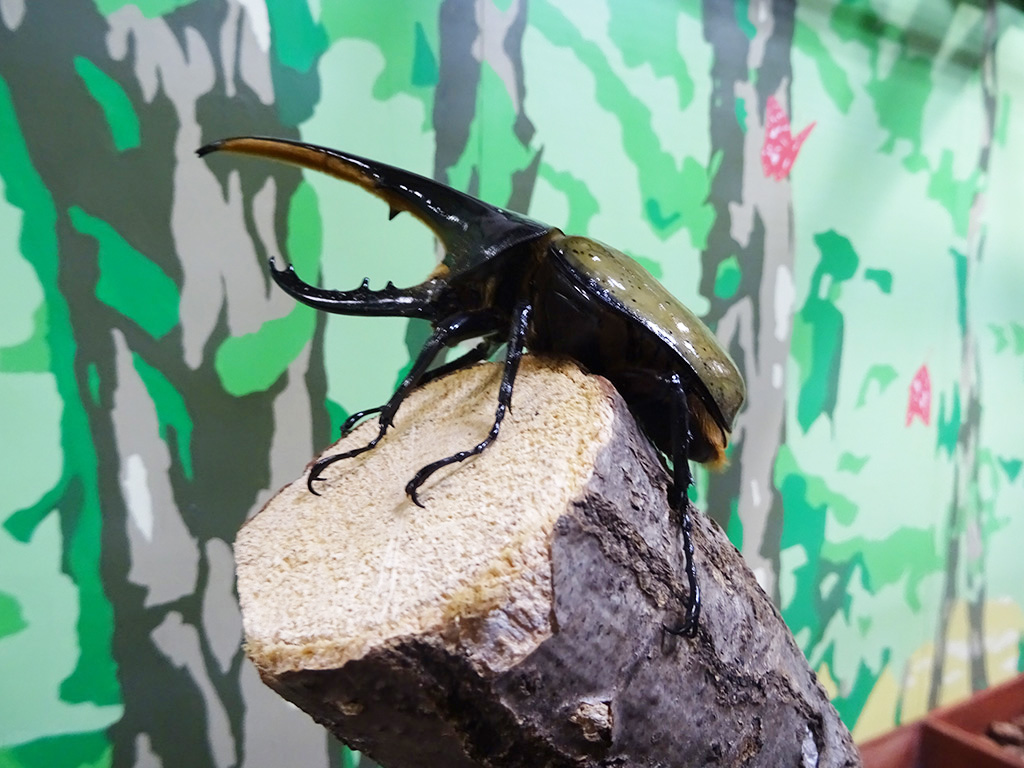 ヘラクレスオオカブト/カブト・クワガタ ふれあいの森 in お台場 2023 with 甲虫王者ムシキング（東京都/港区）