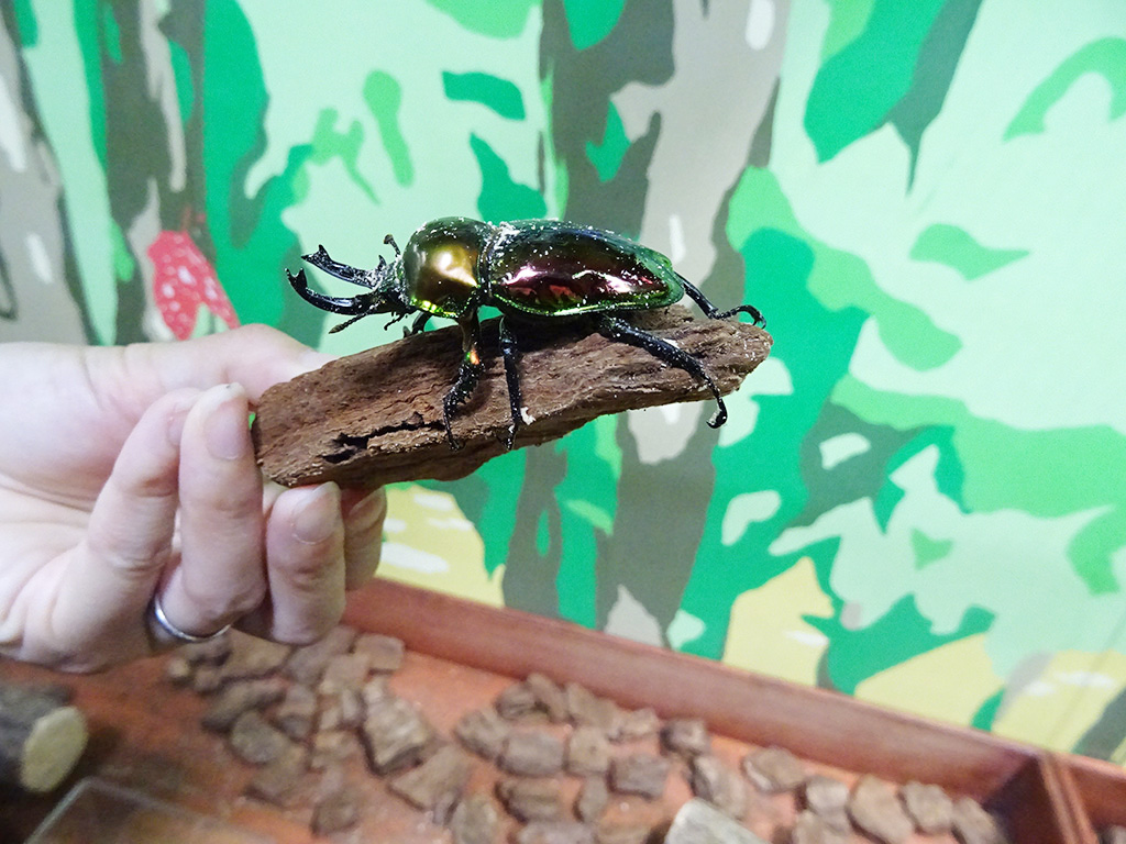 ニジイロクワガタ/カブト・クワガタ ふれあいの森 in お台場 2023 with 甲虫王者ムシキング（東京都/港区）