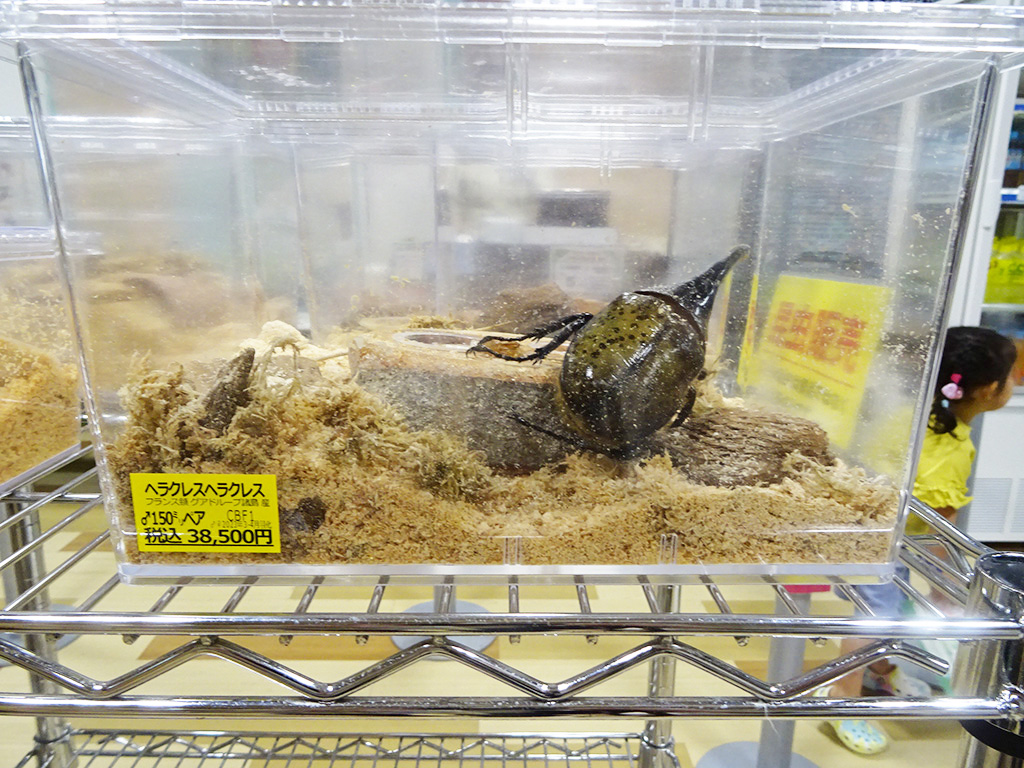 物販コーナー/カブト・クワガタ ふれあいの森 in お台場 2023 with 甲虫王者ムシキング（東京都/港区）