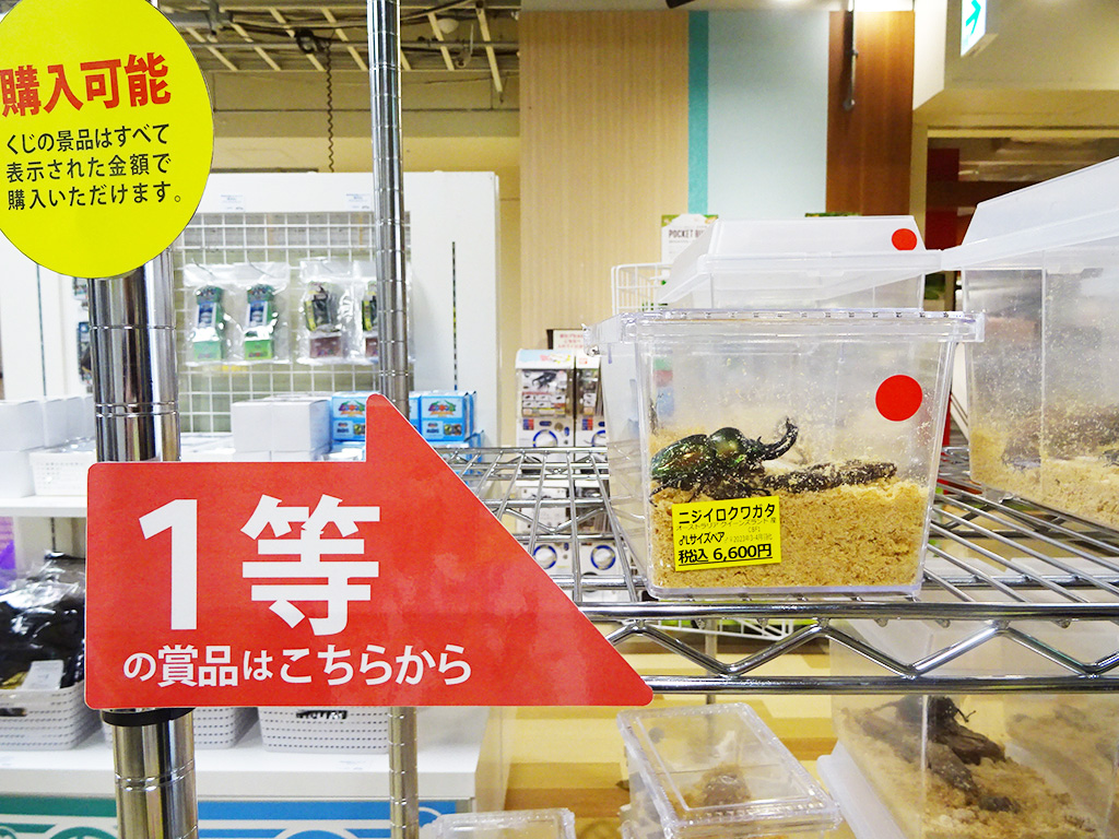 昆虫くじ/カブト・クワガタ ふれあいの森 in お台場 2023 with 甲虫王者ムシキング（東京都/港区）