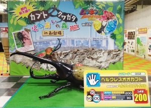 「カブト・クワガタ ふれあいの森」取材レポート　ヘラクレスオオカブトや珍しいカブトムシ・クワガタに大興奮間違いなし！