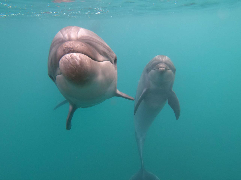 /壱岐イルカパーク&リゾート(長崎県/壱岐市)